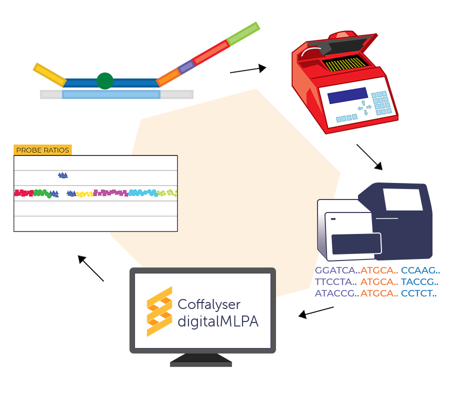 Principle of digitalMLPA.