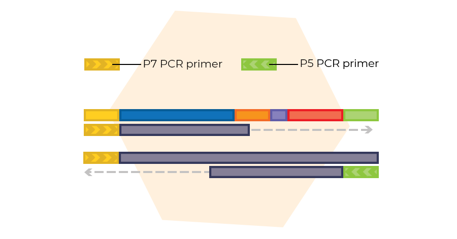 Probe amplification.