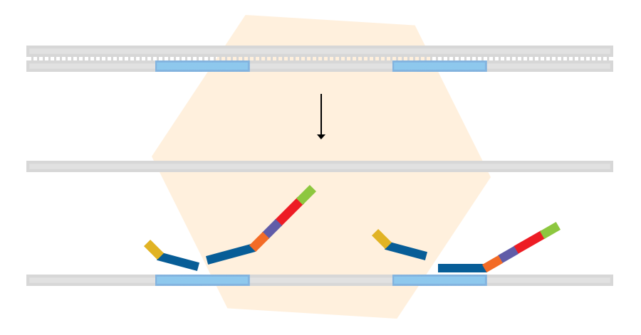 Sample denaturation and probe hybridisation.