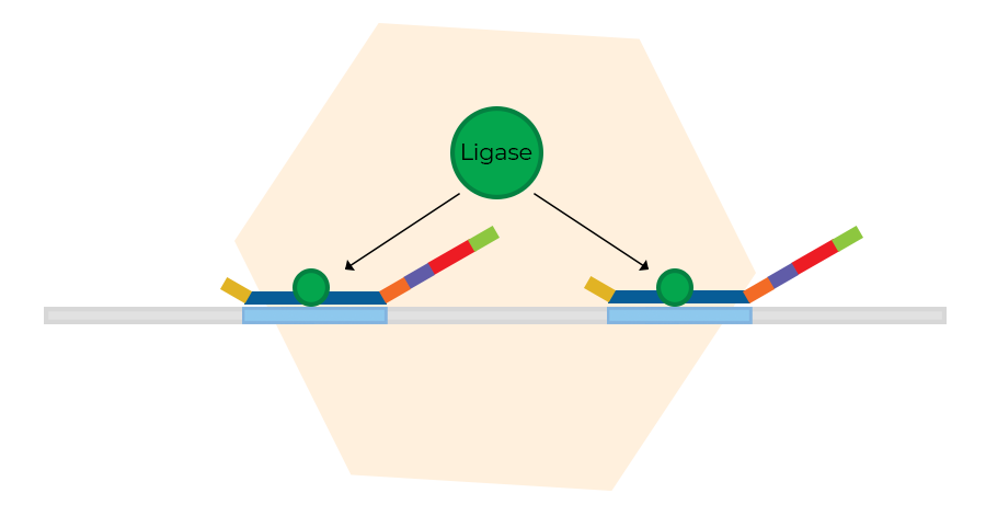 Probe ligation. Probe ligation.