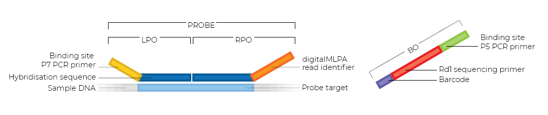 Schematic of a digitalMLPA probe.