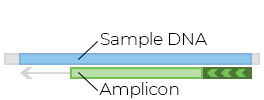 PCR amplification.