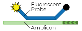 Probe hybridisation. Probe hybridisation.