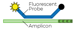 Probe hybridisation.