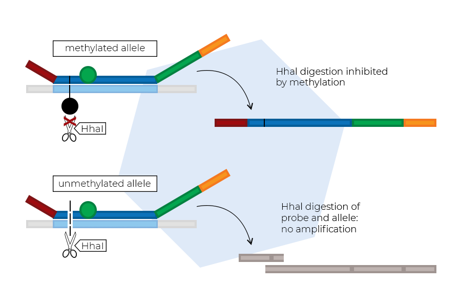 Principle of MS-MLPA. Principle of MS-MLPA.
