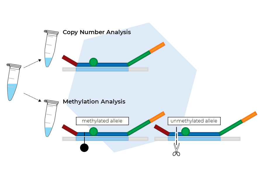 Schematic of an MS-MLPA reaction. Schematic of an MS-MLPA reaction.