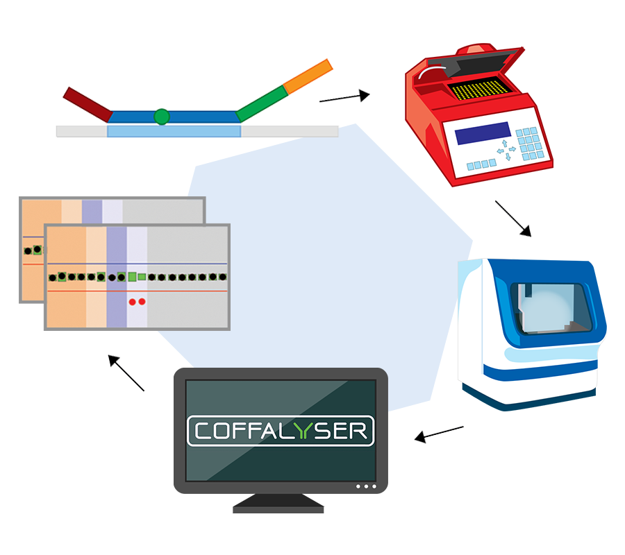 Principle of MLPA.