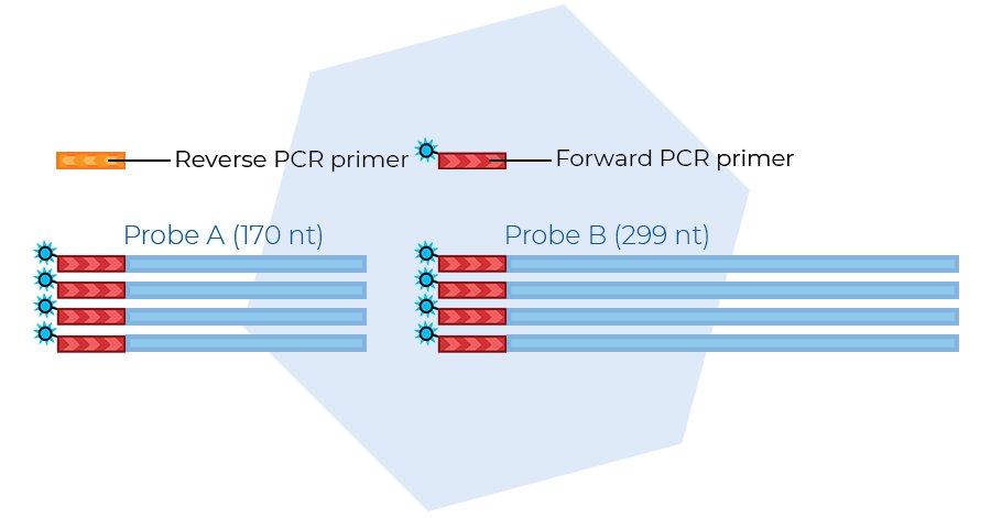 Probe amplification.