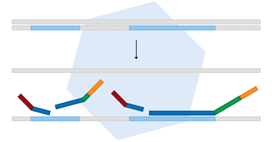 Sample denaturation and probe hybridisation. Sample denaturation and probe hybridisation.