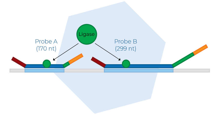 Probe ligation. Probe ligation.