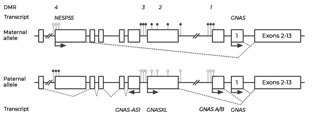 Figure 1. DMR 1, 2, 3 and 4 of GNAS locus